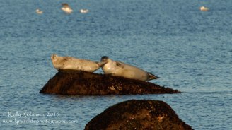 Harbour seals, USA