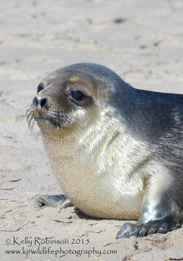 Hooded seal yearling, USA