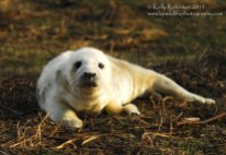 Grey seal pup, Scotland
