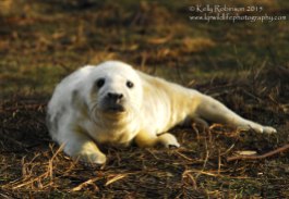 Grey seal pup, Scotland