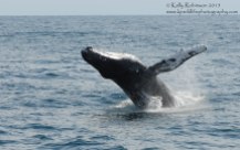 Humpback whale (Tear), USA