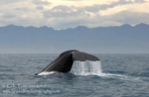 Sperm whale, New Zealand