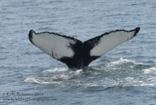 Humpback whale (Salt), USA