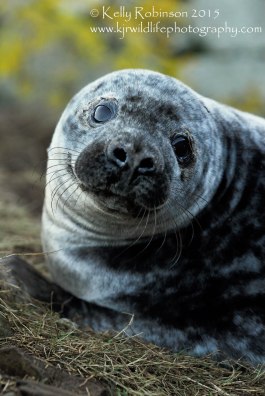 Weaned grey seal pup, Scotland