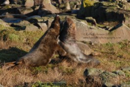 Grey seals fighting, Scotland
