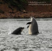 Bottlenose dolphins, Scotland