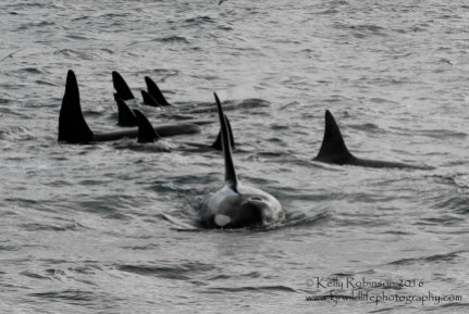 Orca family, Iceland