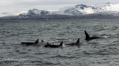 Orca family, Iceland