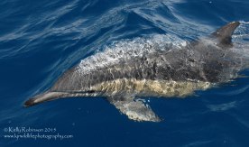 Common dolphin, New Zealand