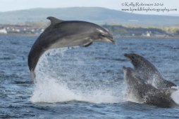 Bottlenose dolphins (Kesslet, Yoda and MiniFin), Scotland