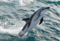 Dusky dolphin, New Zealand