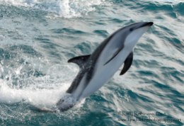 Dusky dolphin, New Zealand