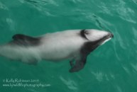 Hectors dolphin, New Zealand