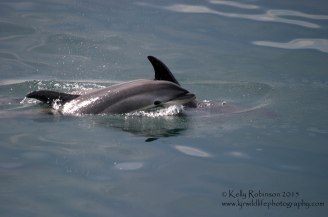 Atlantic white sided dolphins, USA