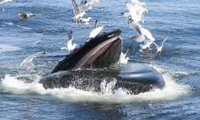 Humpback whale (Etch-a-sketch), USA
