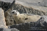 Harp seal yearling, USA
