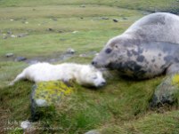 Grey seal mother and pup, Scotland