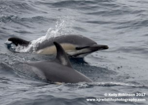 Common dolphins, Azores