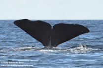 Sperm whale, Azores
