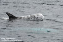 Risso's dolphins, Azores