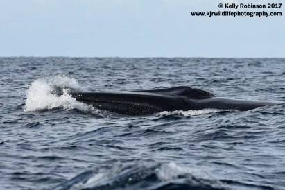 Fin whale, Azores
