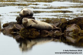Harbour seals, Scotland