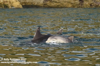 Bottlenose dolphin mother and calf, Scotland
