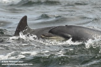 Bottlenose dolphins, Scotland