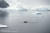 Humpback whale, Antarctic Peninsula
