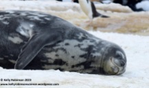 Weddell seal, Antarctic Peninsula