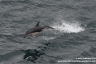 Dusky dolphin, Beagle Channel in South America